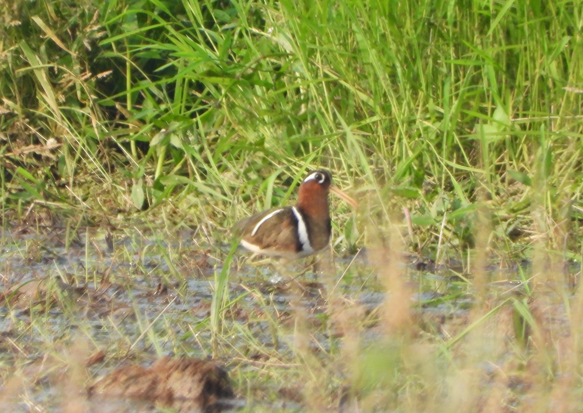 Greater Painted-Snipe - ML645587727