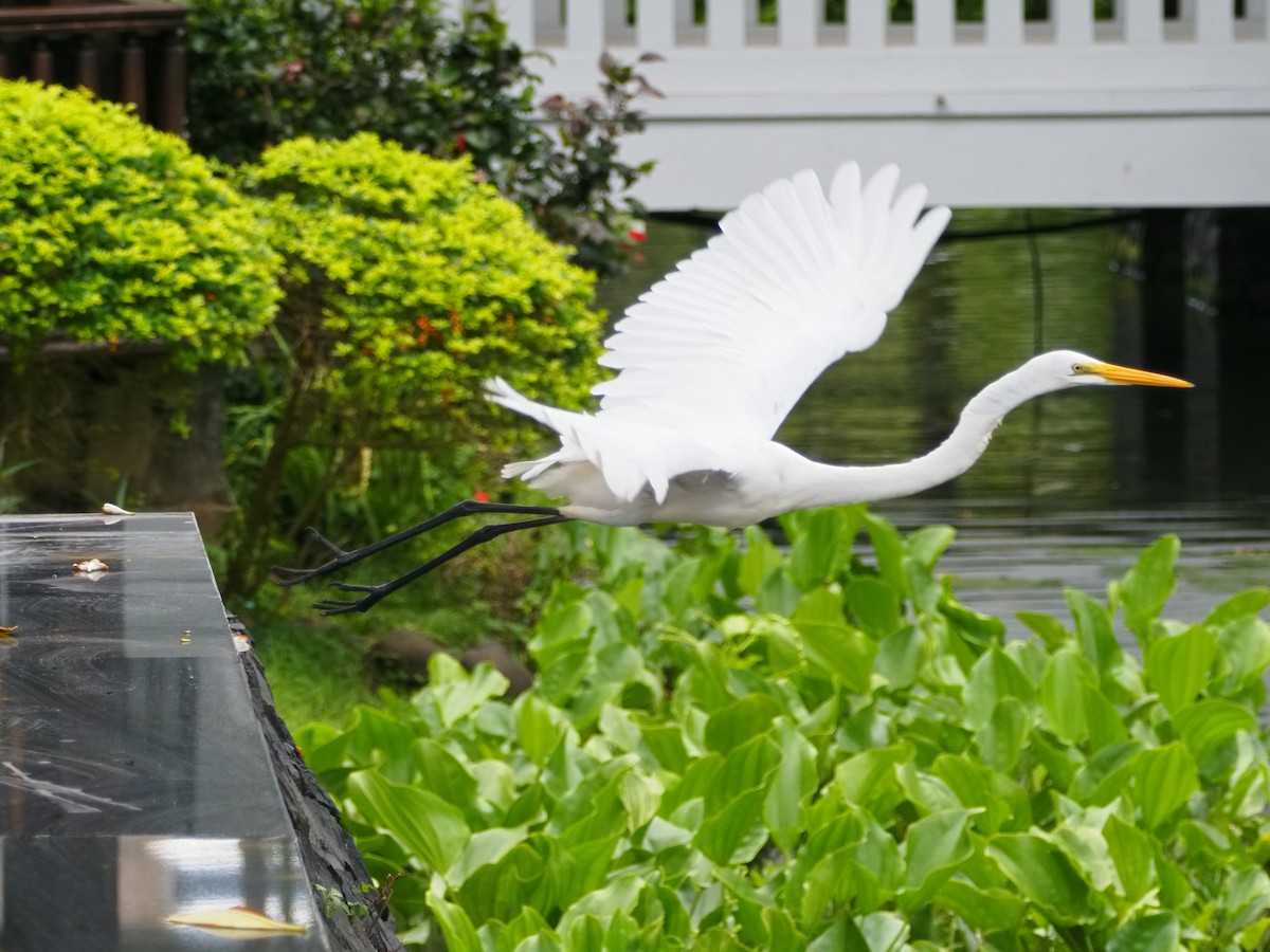 Great Egret - ML645587730