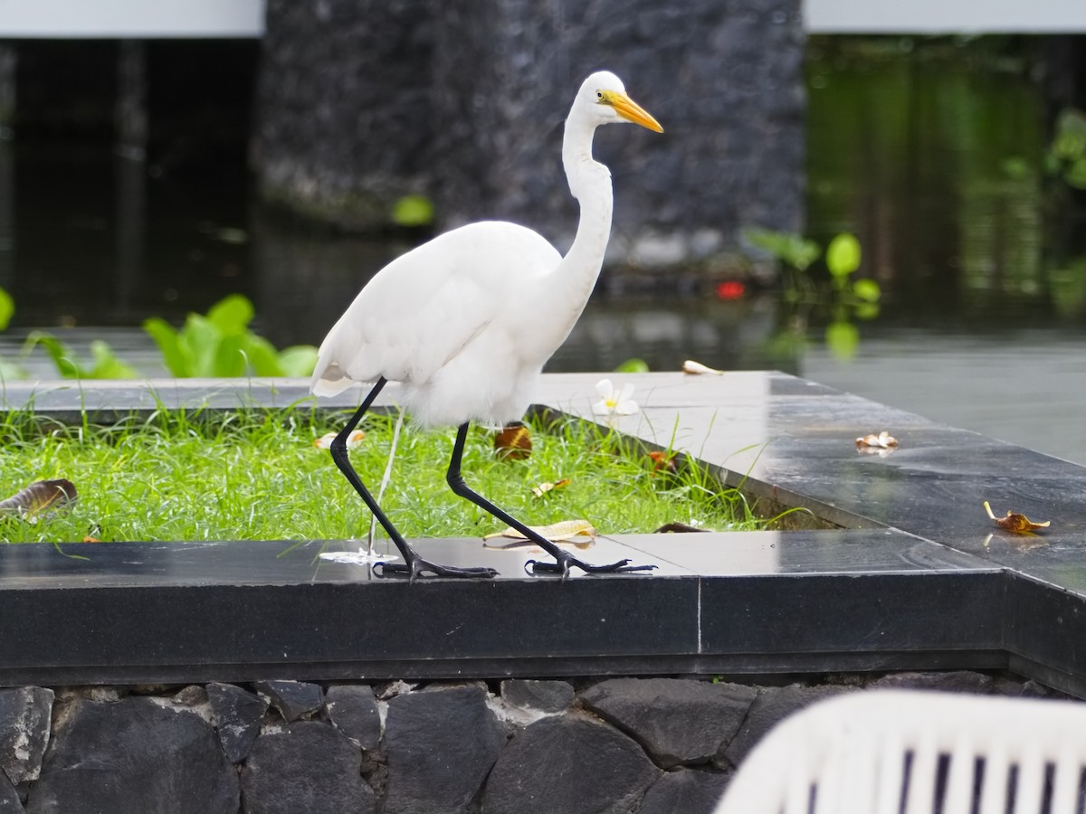 Great Egret - ML645587731