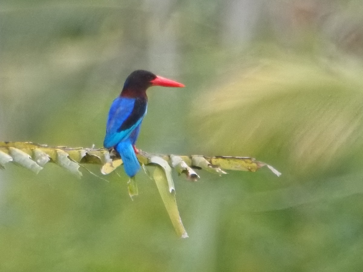 Javan Kingfisher - ML645587732