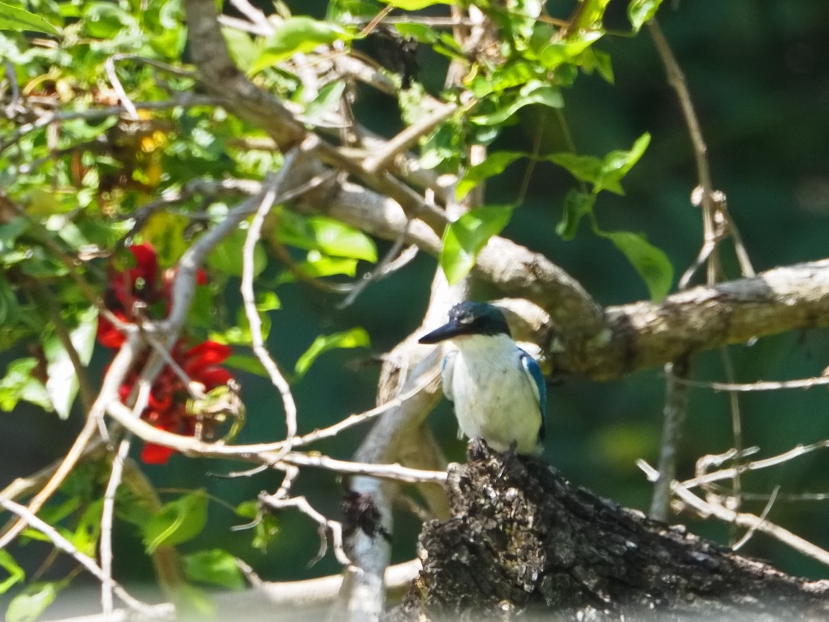Collared Kingfisher - ML645587735