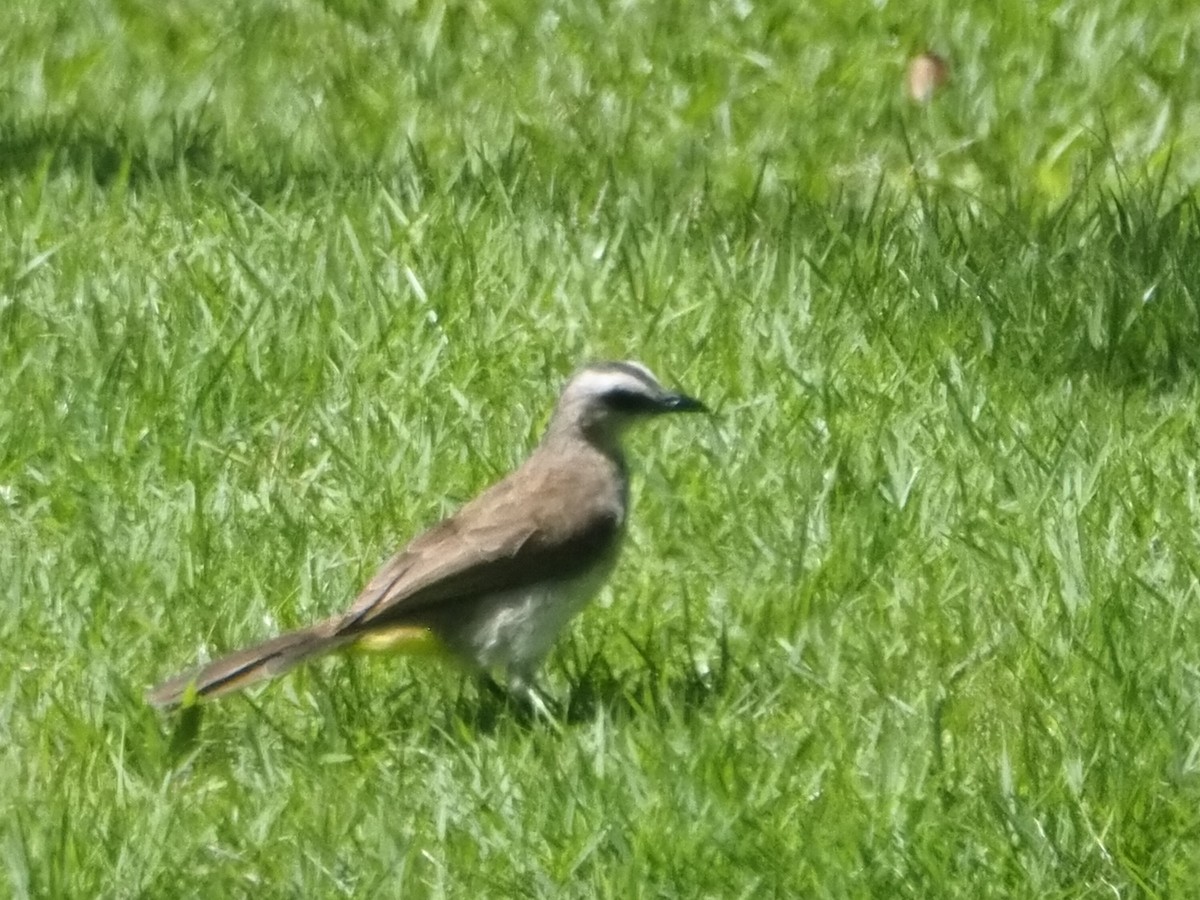 Yellow-vented Bulbul - ML645587736