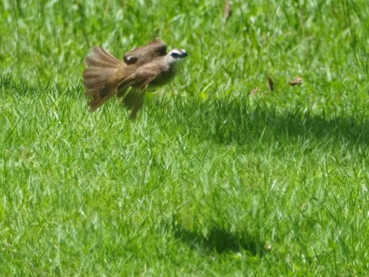 Yellow-vented Bulbul - ML645587737