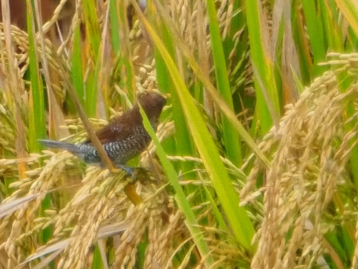 Scaly-breasted Munia - ML645587743