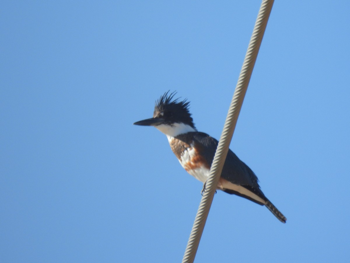 Green-winged Teal - ML645587747