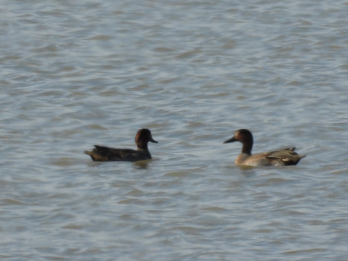 Green-winged Teal - ML645587748