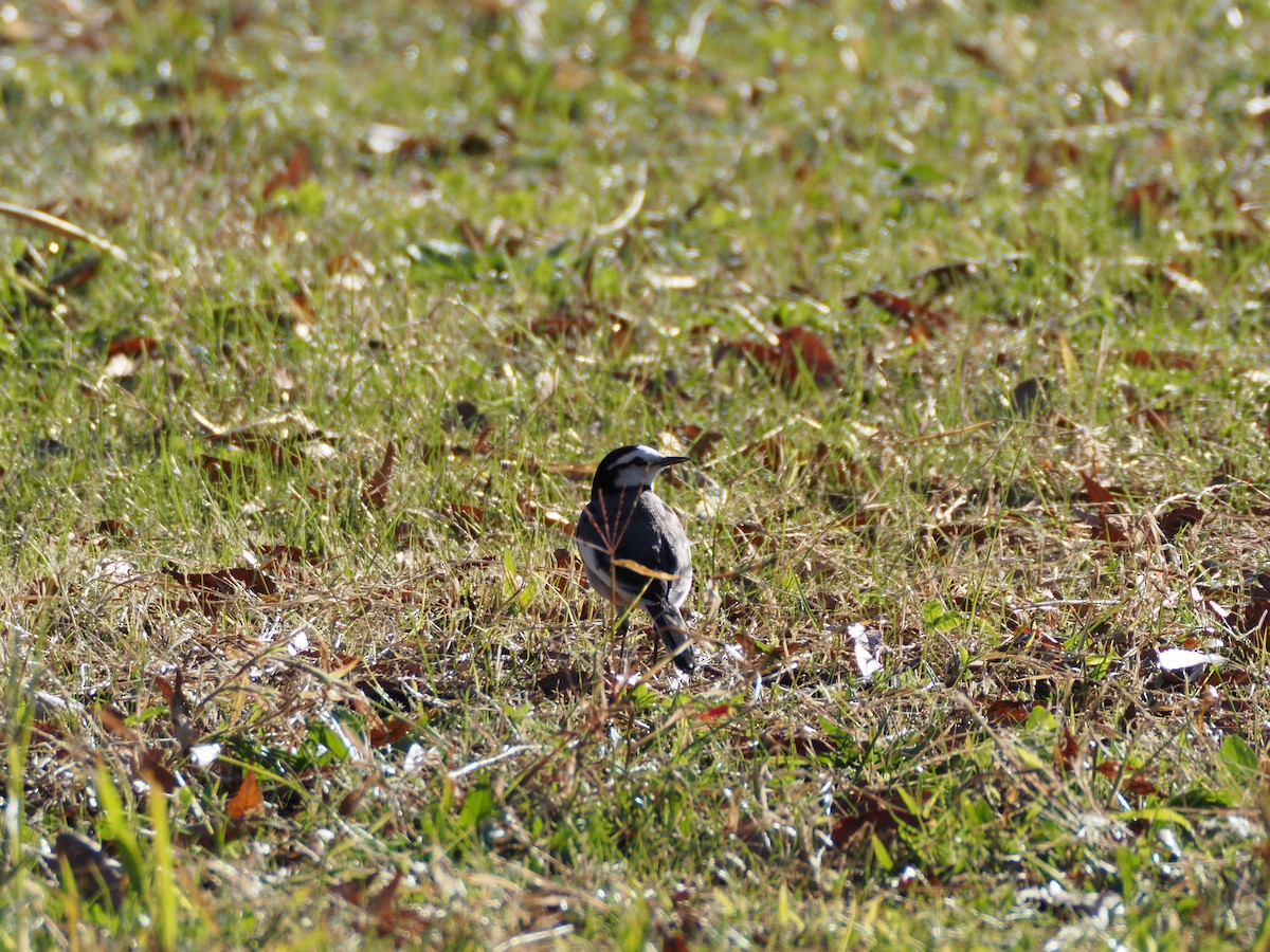 linerle - ML645587749