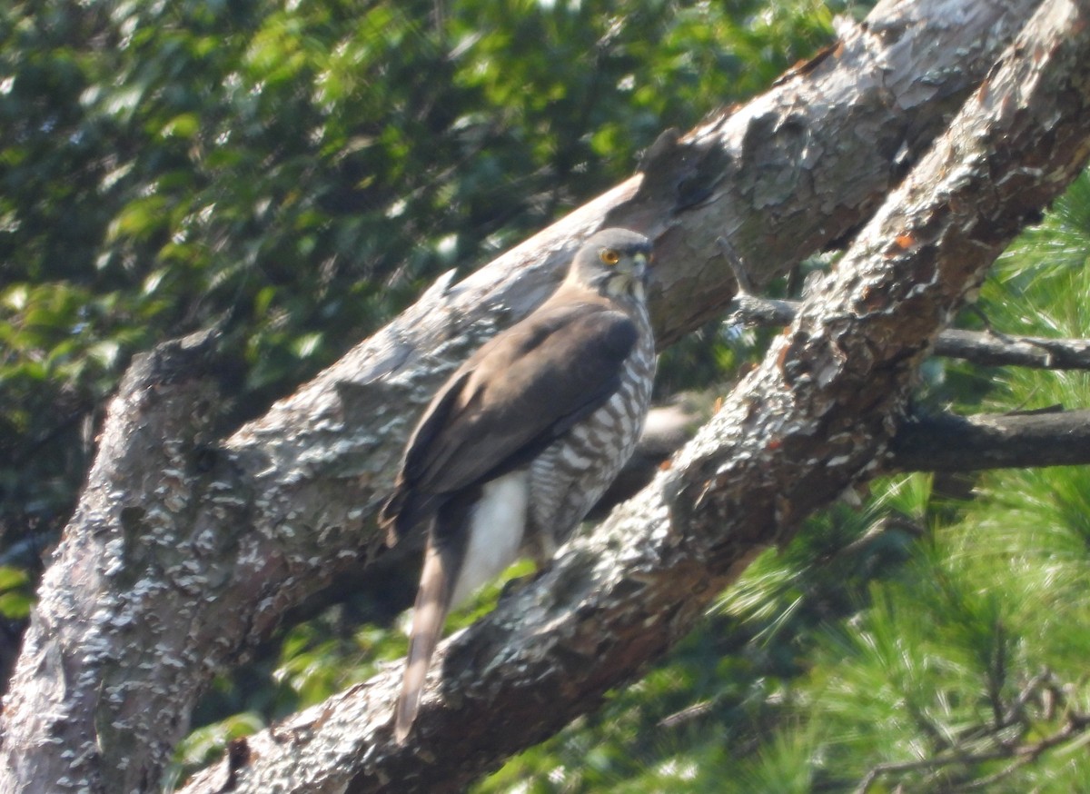 Crested Goshawk - ML645587753