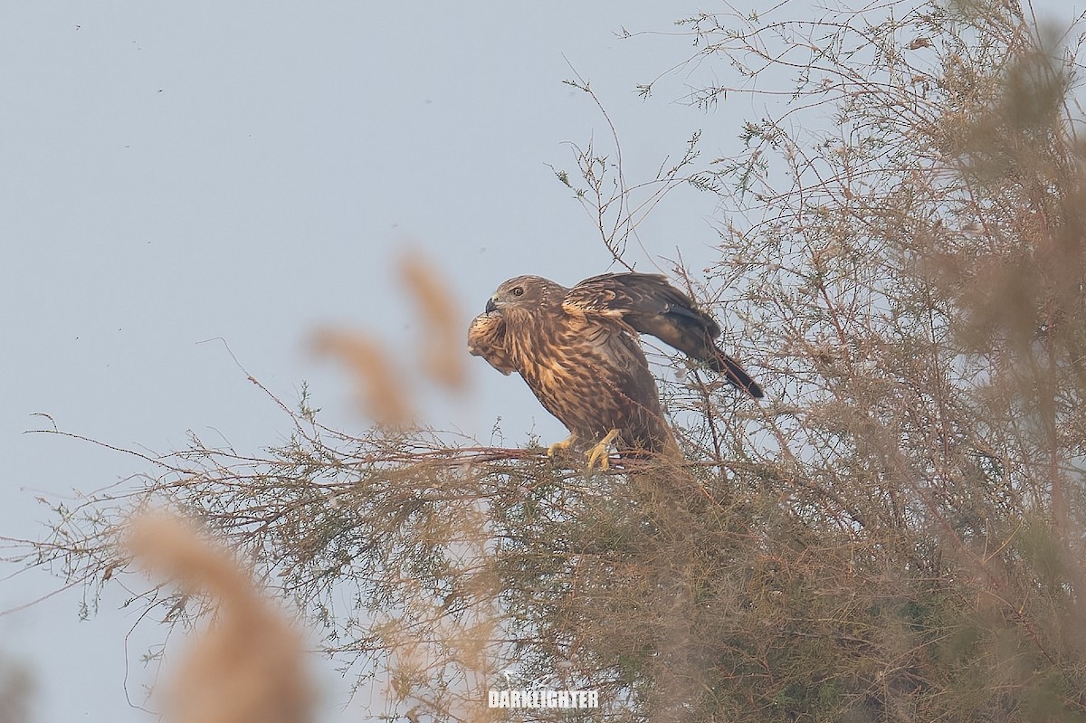 Eastern Marsh Harrier - ML645587776