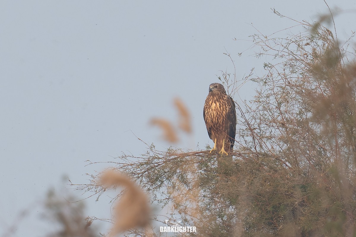 Eastern Marsh Harrier - ML645587777