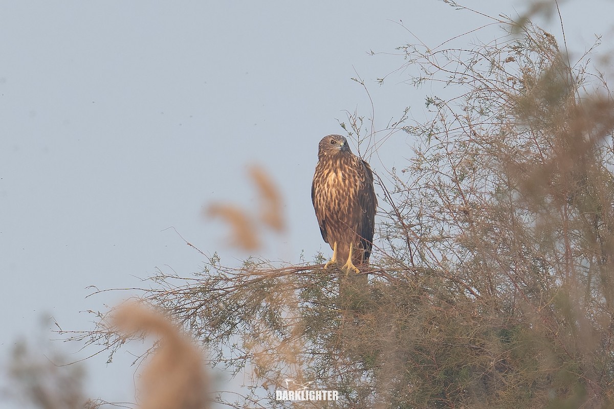 Eastern Marsh Harrier - ML645587778