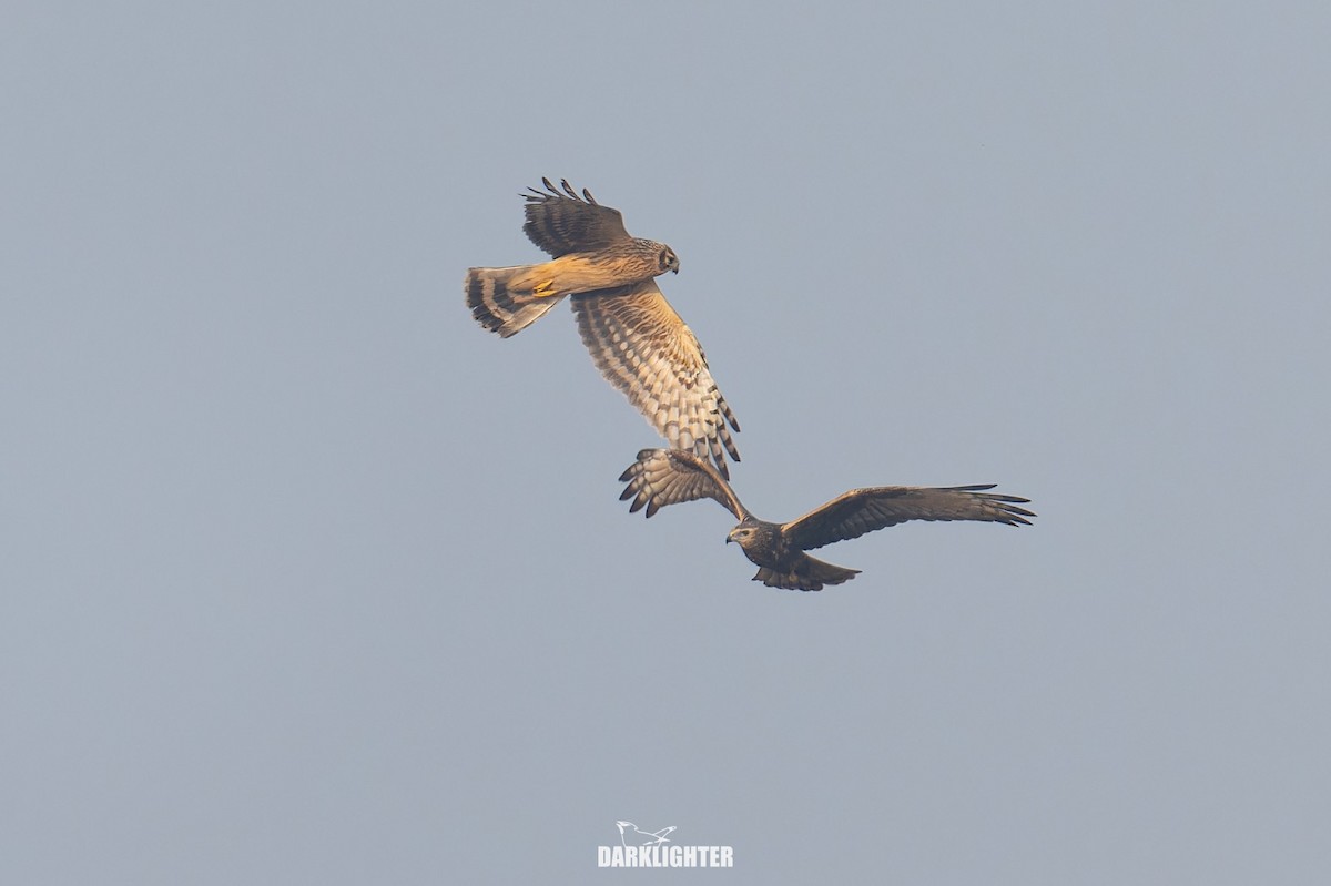 Eastern Marsh Harrier - ML645587784