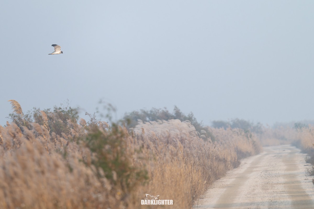 Eastern Marsh Harrier - ML645587785