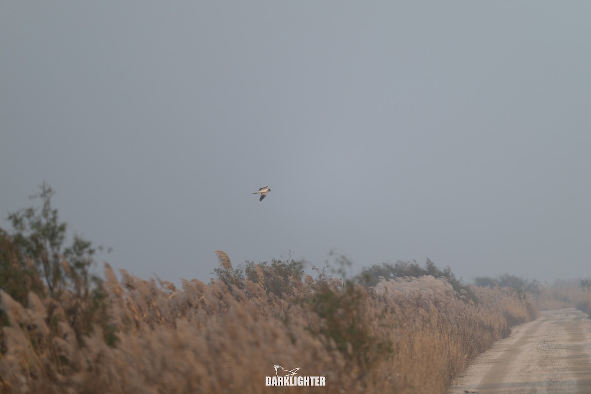 Eastern Marsh Harrier - ML645587786