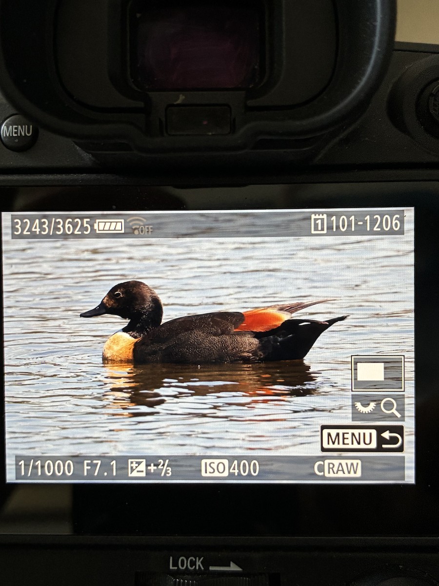 Australian Shelduck - ML645587800