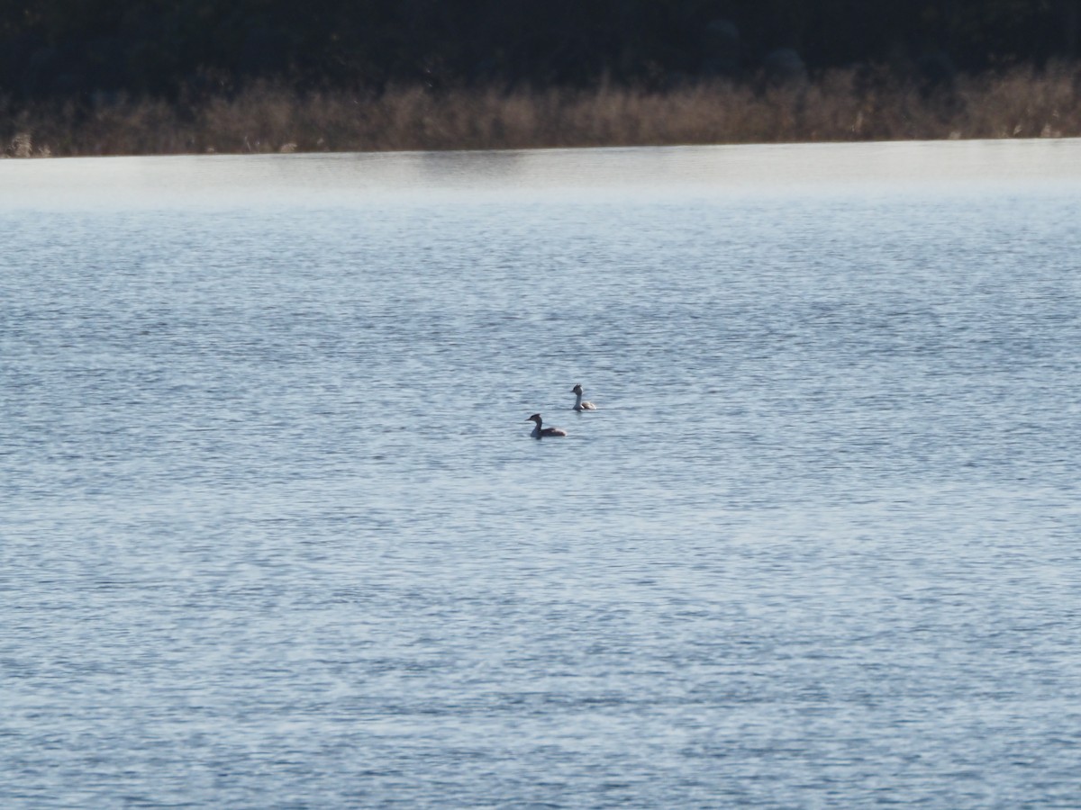 toppdykker - ML645587817