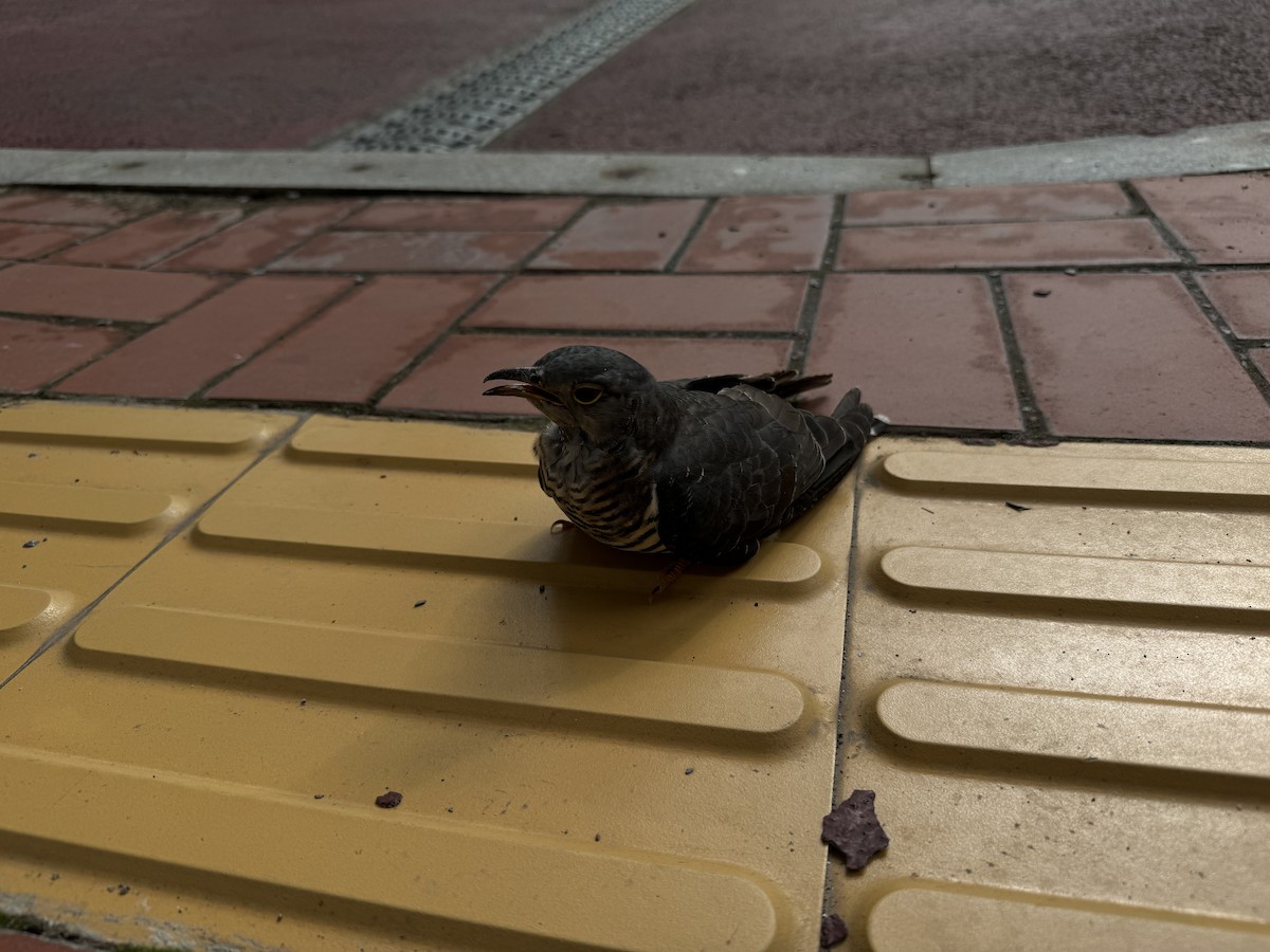 Indian Cuckoo - ML645587825