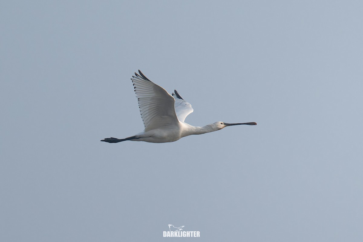 Eurasian Spoonbill - ML645587826
