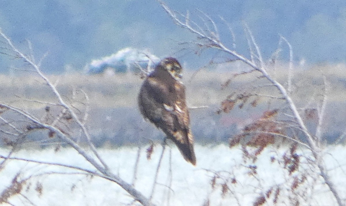 Brown Falcon - ML645587827