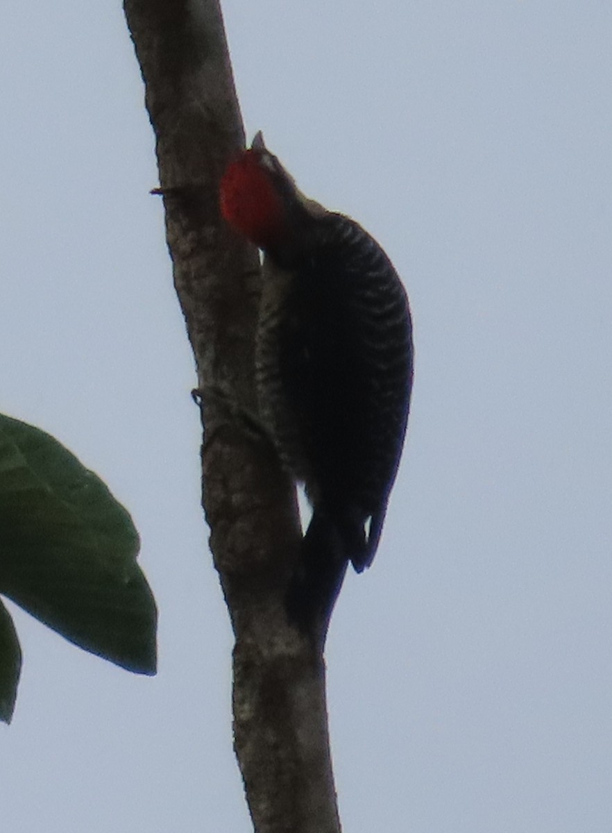 Black-cheeked Woodpecker - ML645587828