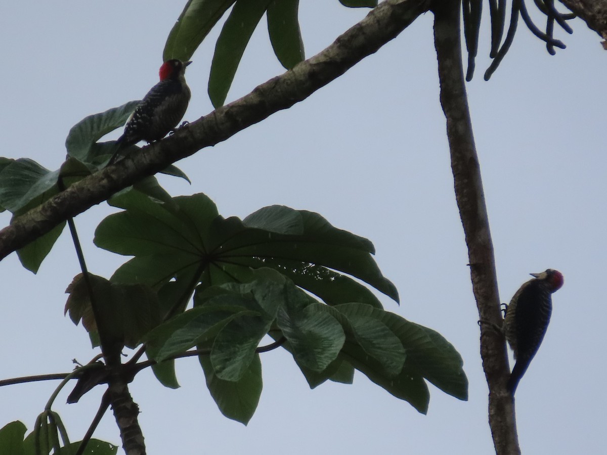 Black-cheeked Woodpecker - ML645587829