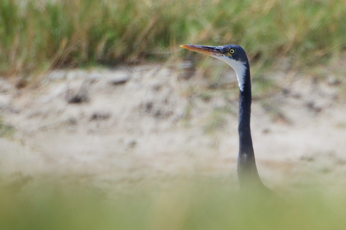 Western Reef-Heron - ML645587830