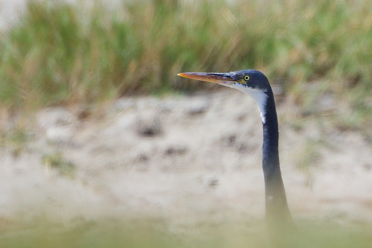 Western Reef-Heron - ML645587831