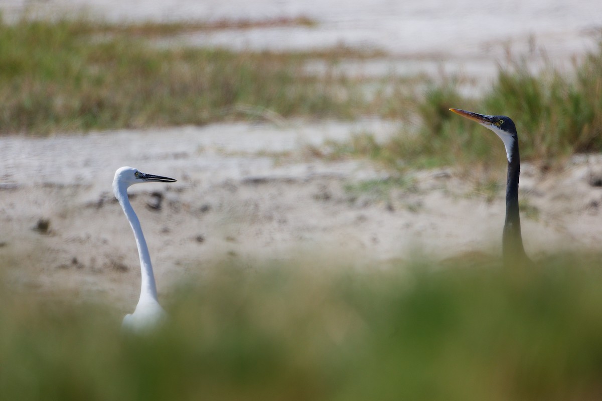 Western Reef-Heron - ML645587833