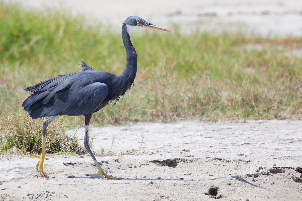 Western Reef-Heron - ML645587834