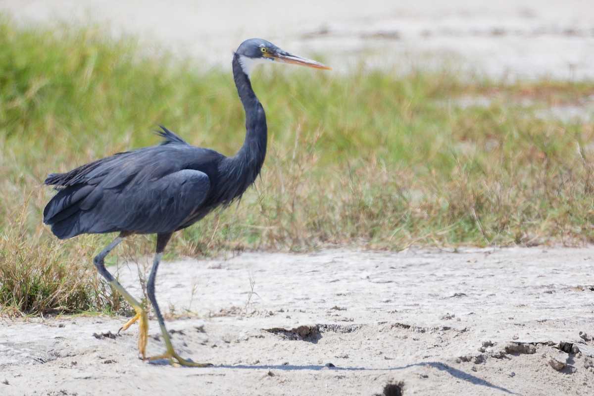 Western Reef-Heron - ML645587835