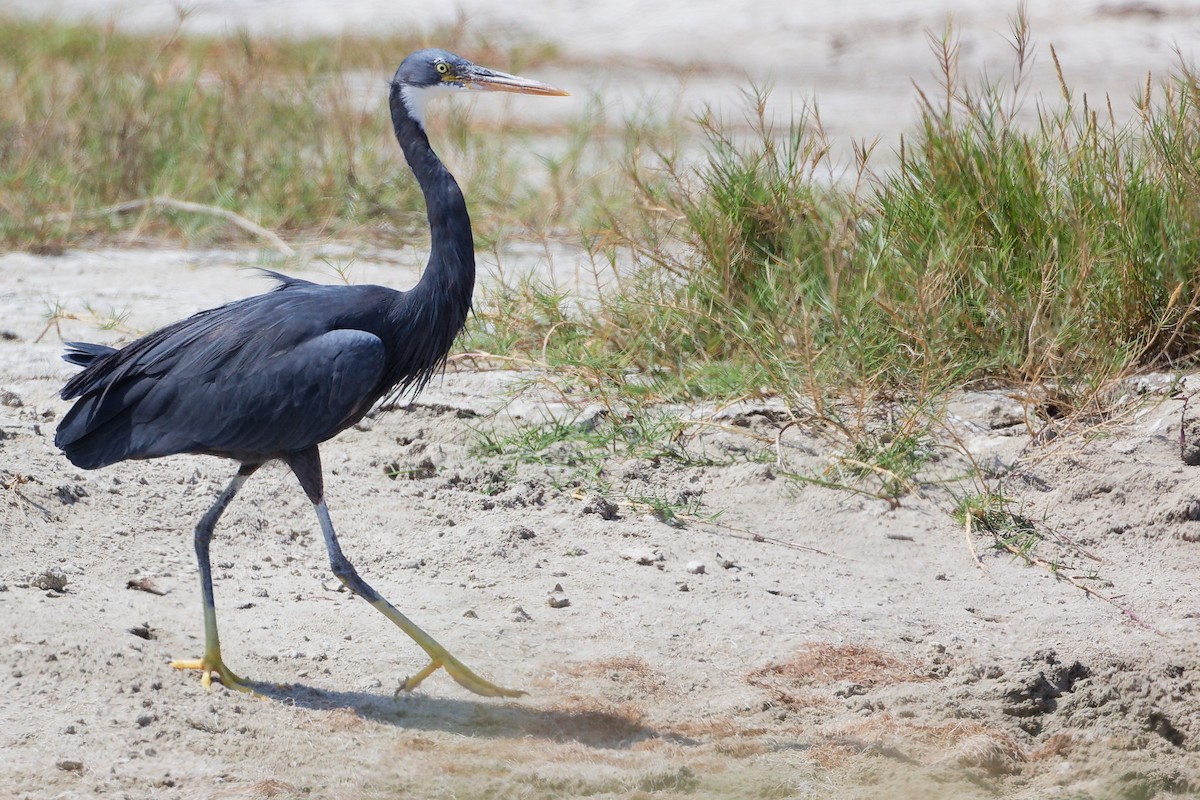 Western Reef-Heron - ML645587836
