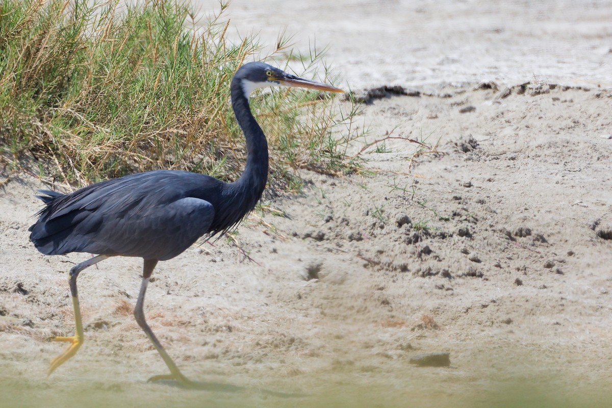 Western Reef-Heron - ML645587837