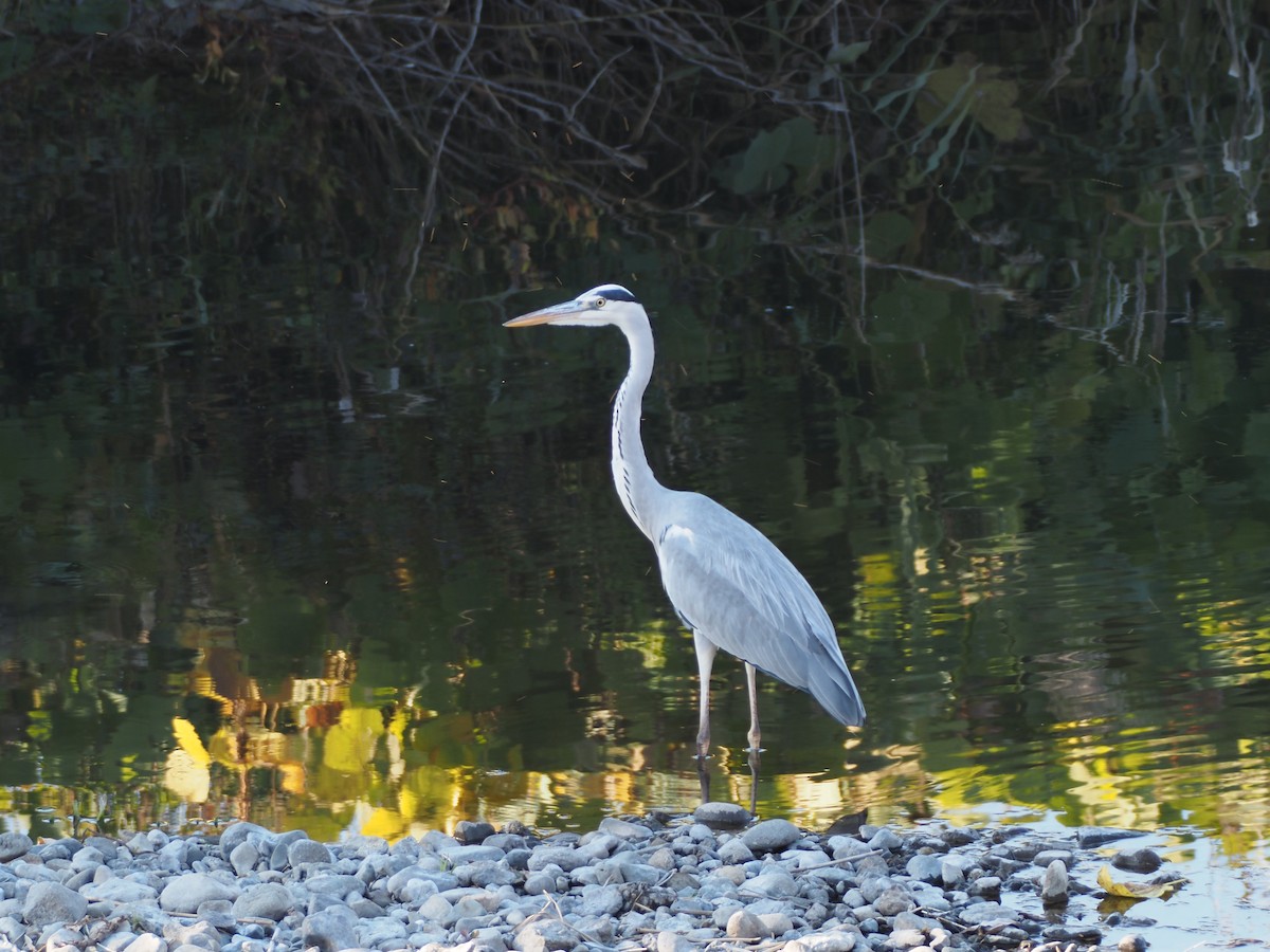 Gray Heron - ML645587838