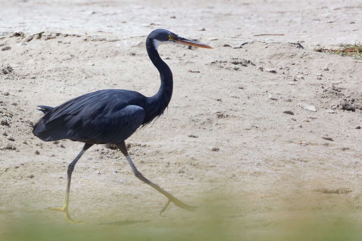Western Reef-Heron - ML645587839