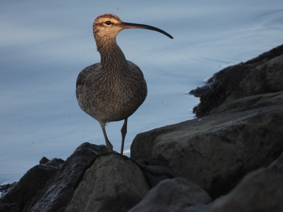 Mallard - ML645587840