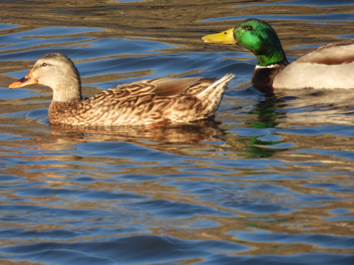 Mallard - ML645587841