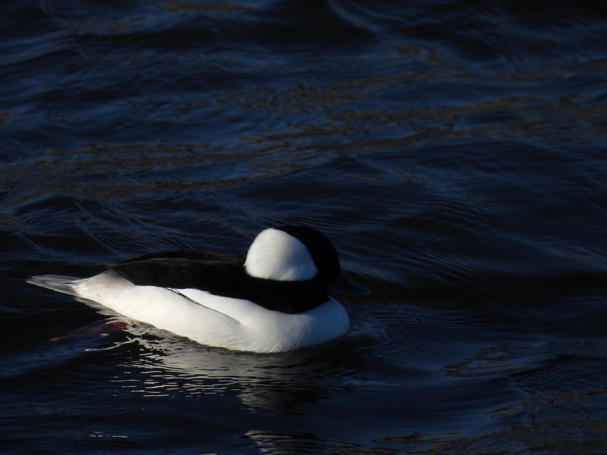 Mallard - ML645587842