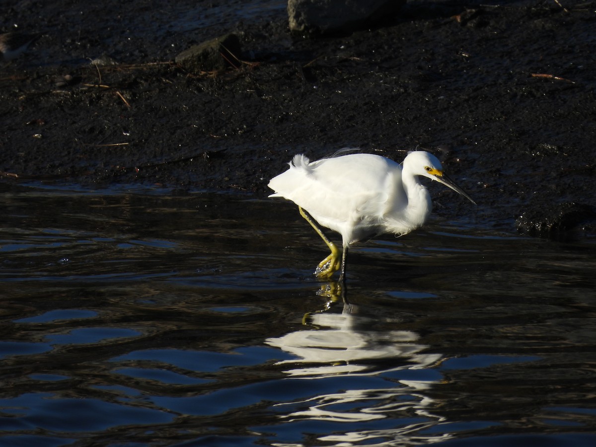 Snowy Egret - ML645587844