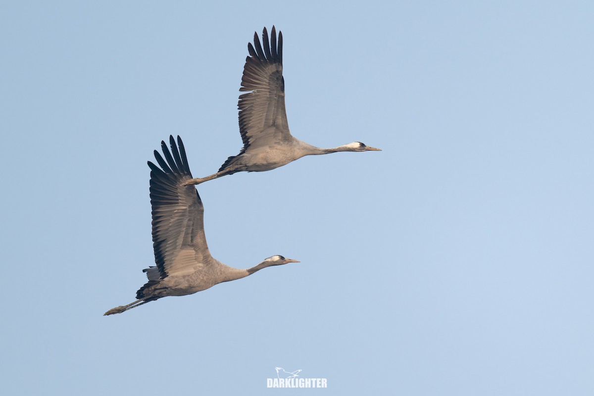 Common Crane - ML645587845