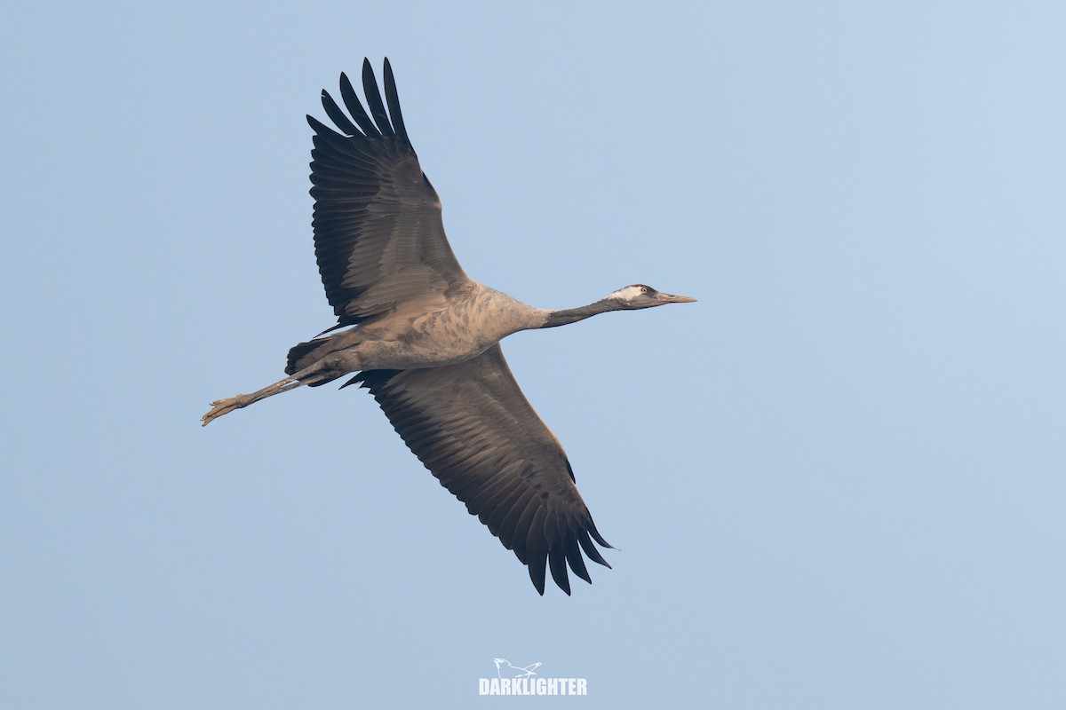 Common Crane - ML645587846