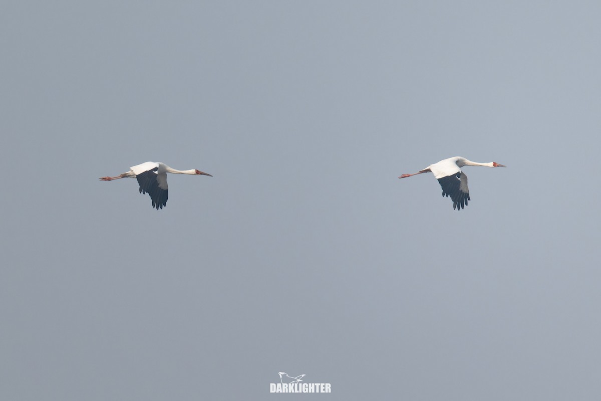 Siberian Crane - ML645587848