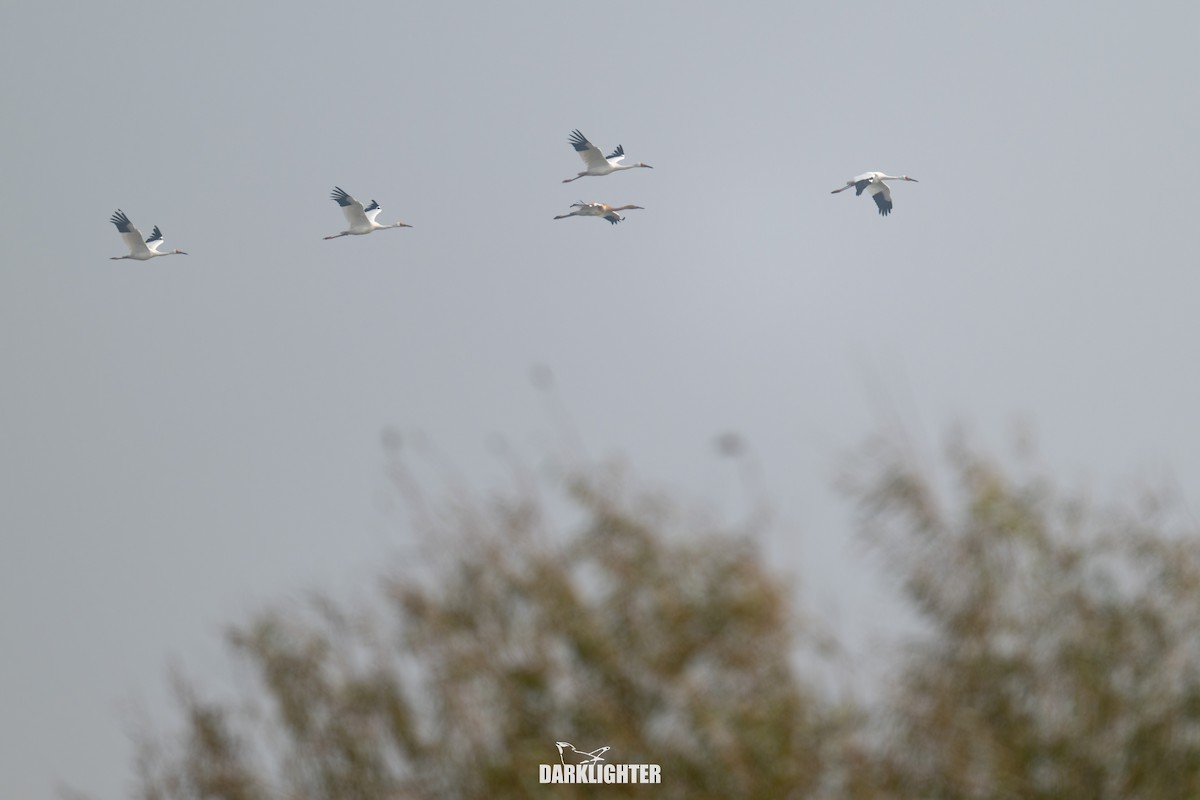 Siberian Crane - ML645587849