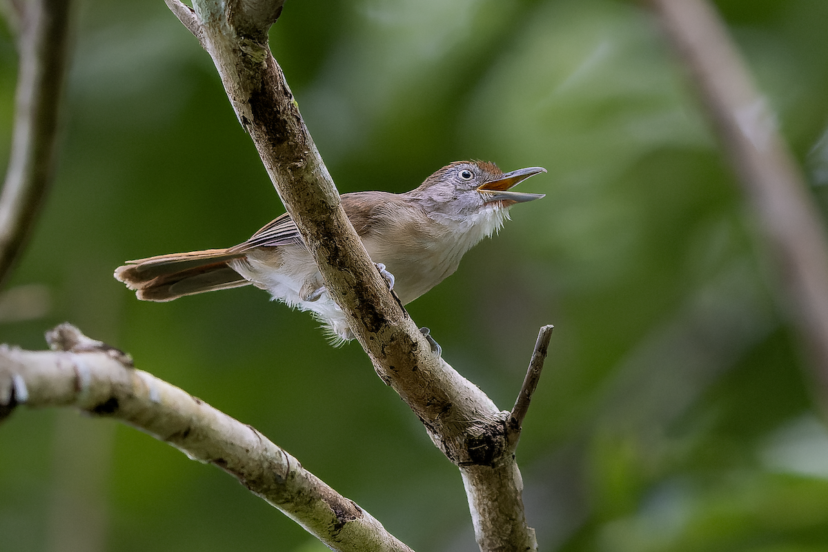 Palawan Babbler - ML645587850