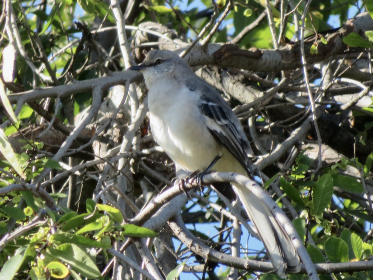 Northern Mockingbird - ML645587851