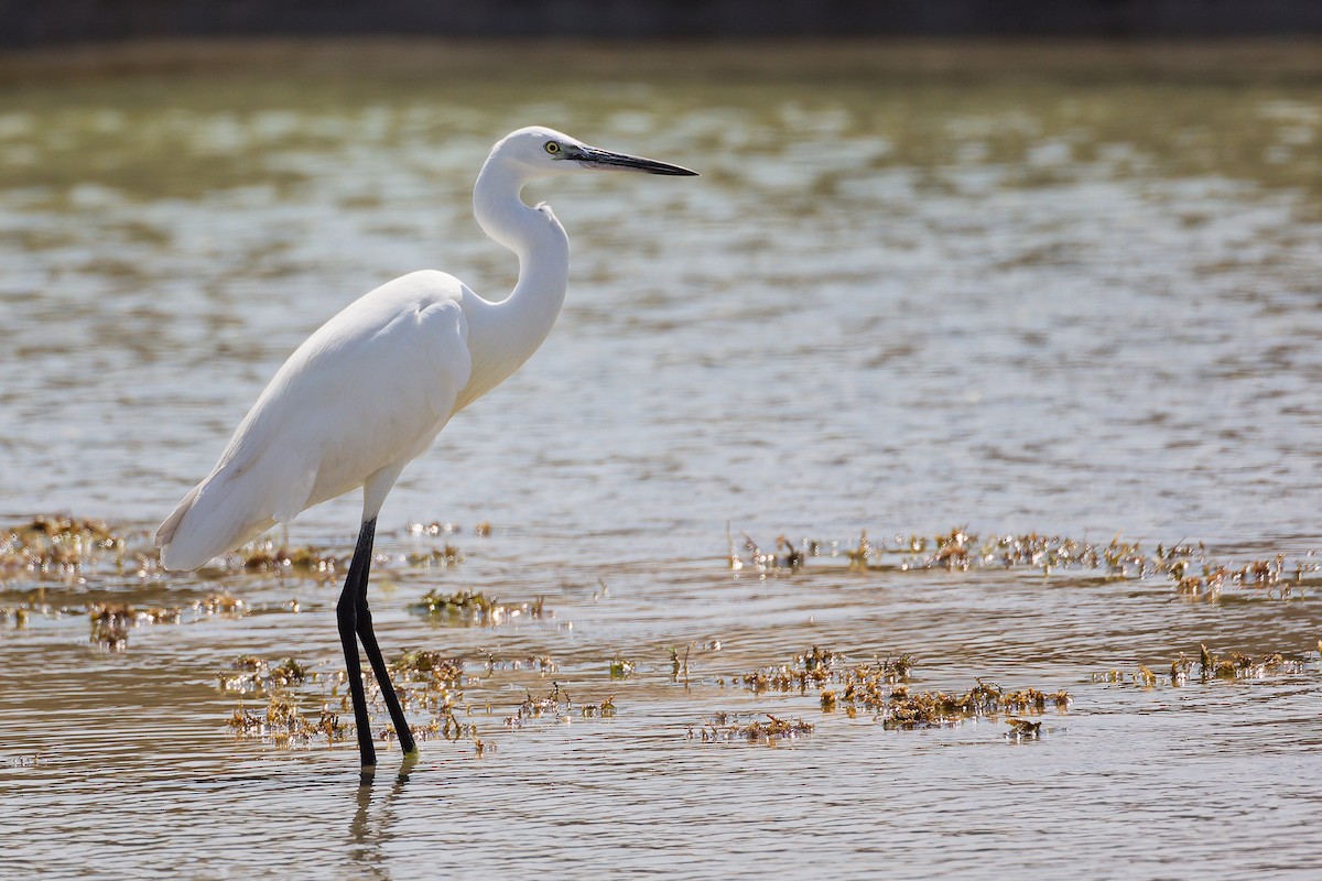 Western Reef-Heron - ML645587852