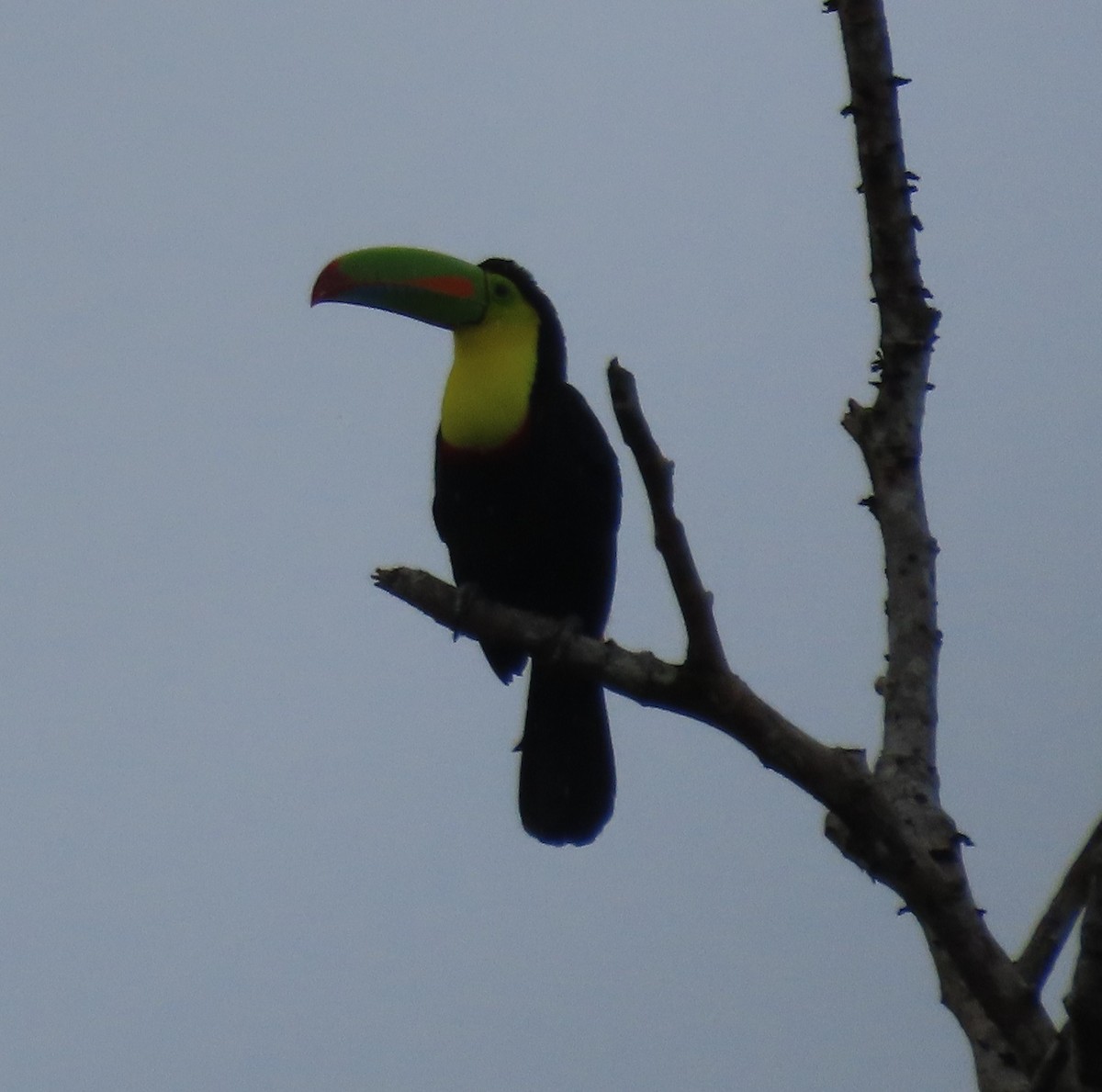 Yellow-throated Toucan - ML645587853
