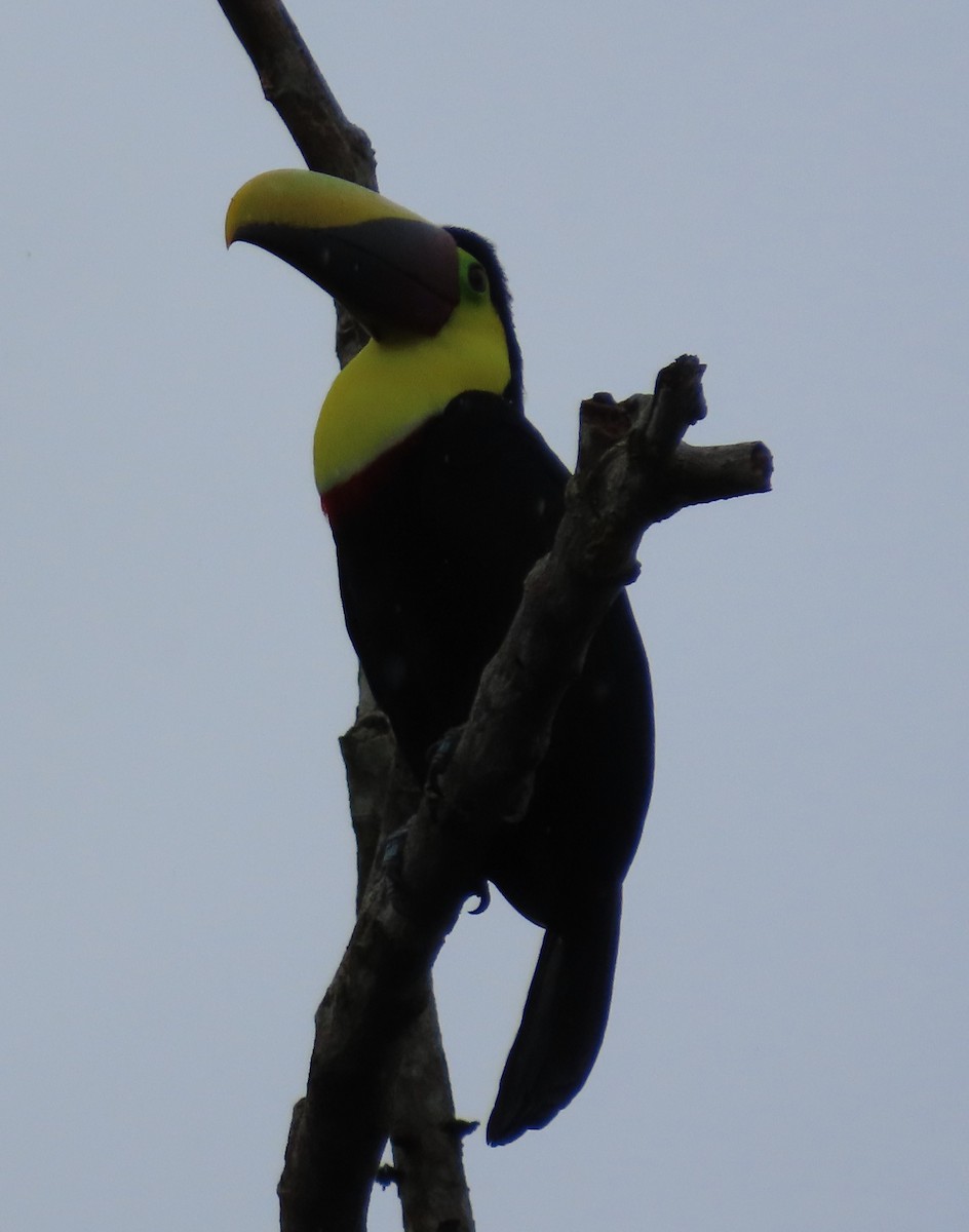 Yellow-throated Toucan - ML645587854