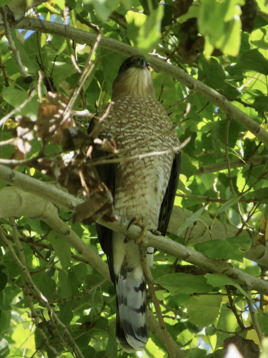 Cooper's Hawk - ML645587855