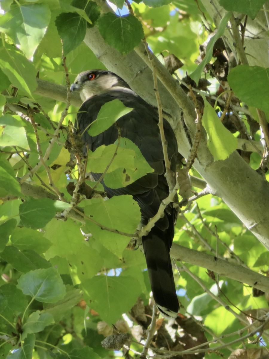 Cooper's Hawk - ML645587856