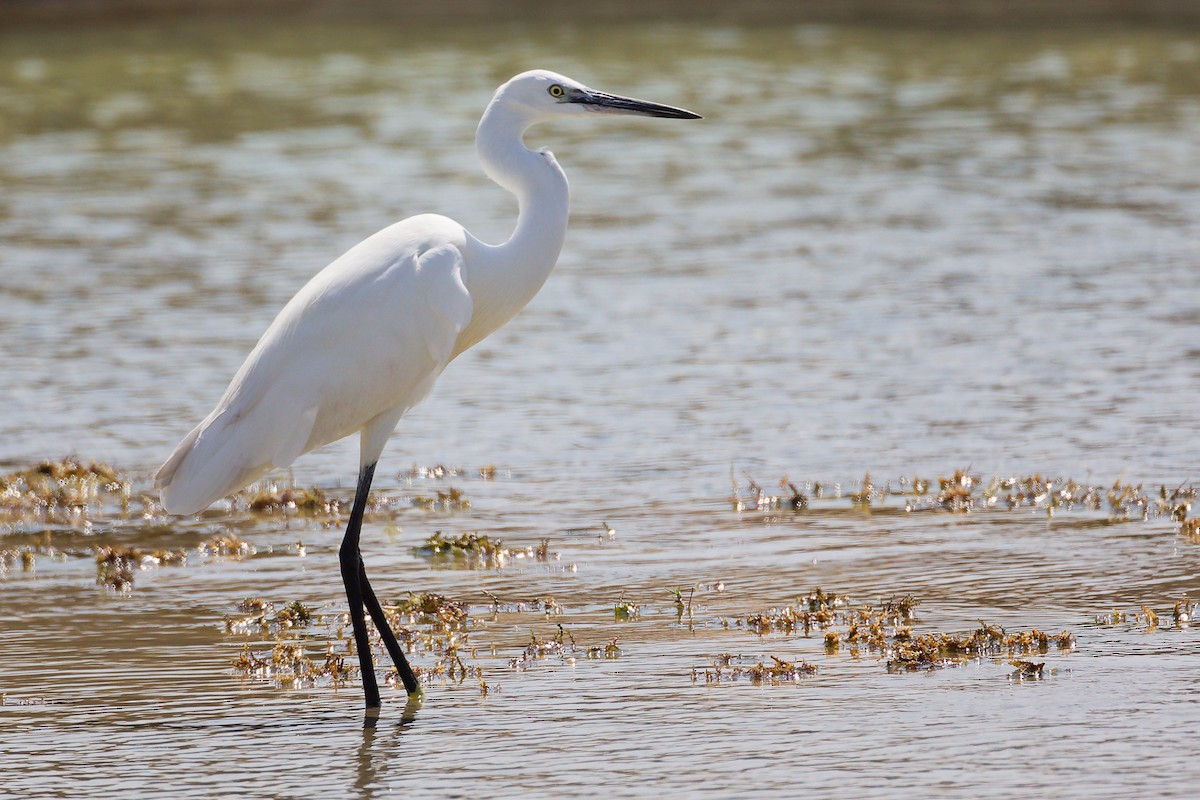 Western Reef-Heron - ML645587857